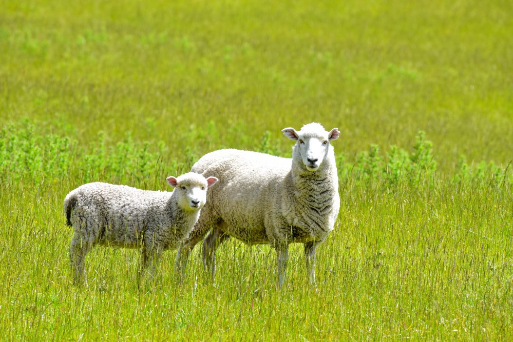 羊 ニュージーランド Sheep In New Zealand 美鈴の旅ログ