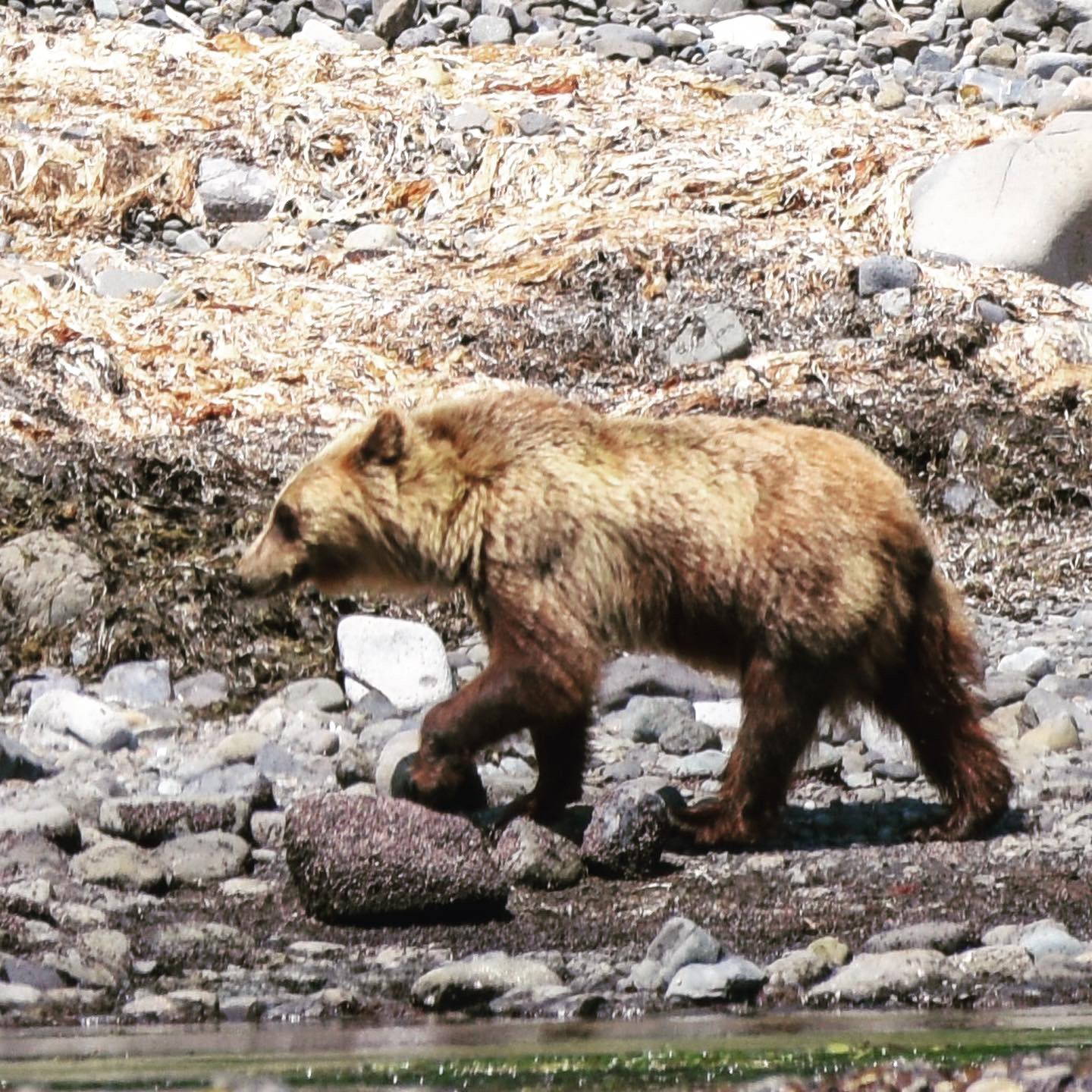 知床岬までヒグマウォッチング 美鈴の旅ログ